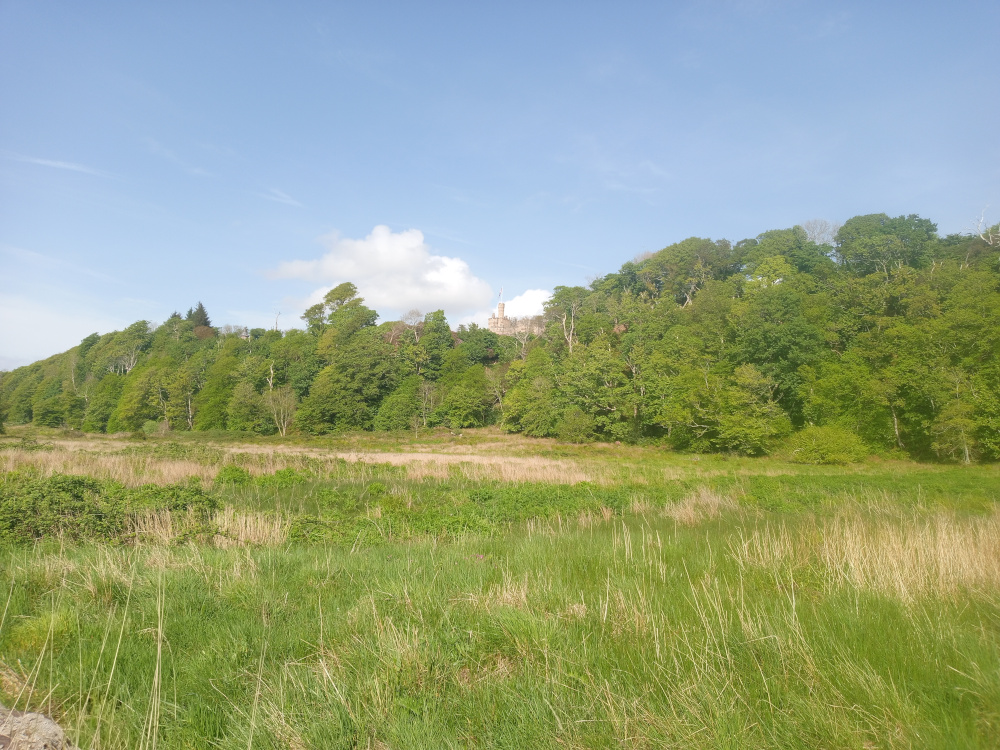 The image is devoid of human presence. The main objects are: a lush, verdant field in the foreground, dominated by tall grasses of varying shades of green and yellow-brown, interspersed with patches of low-lying shrubs and vegetation. Beyond this field is a dense, hilly woodland rising to a noticeable crest. Partially visible atop this hill is a stone structure, appearing like a castle or large building, light beige or tan in color. Its details are obscured by distance.  The foreground field displays a natural, slightly wild appearance, not perfectly manicured. The woodland is a rich tapestry of green, showing variation in foliage density and shades of green, implying different tree species. The sky is a clear, light blue with a single, fluffy white cumulus cloud near the woodland's crest, providing soft, diffuse light across the scene. The light suggests it's likely midday, with shadows relatively soft. The overall colour palette is natural and calming – greens, browns, and blues dominate, with the slight tan of the distant building.