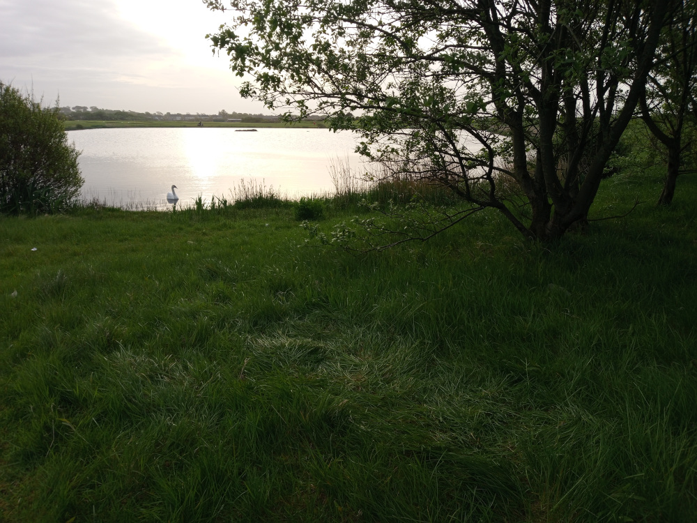 A solitary white swan positioned centrally in the mid-ground, near the still water's edge. It appears tranquil, seemingly at rest. Its white plumage contrasts sharply with the darker background. Occupies a significant portion of the right side of the foreground and middle ground. Its branches are dark and intricately interwoven, creating a sense of density and shadow. The leaves are a muted green, suggesting either early spring or late autumn. The tree's trunk is thick and robust, anchored firmly in the earth. A still lake or pond occupies the middle ground, reflecting the soft light of the sky. The water is a relatively dark, yet reflective, grey-blue, subtly shimmering with light. The foreground is completely dominated by a lush, slightly unkempt field of grass. The grass appears soft and slightly uneven, with subtle variations in hue and length.