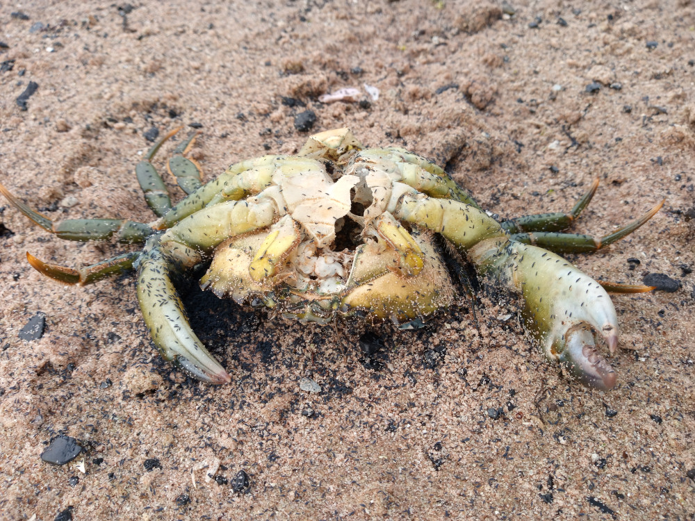 Deceased crab, lying on its back in sandy soil. Its carapace is broken open, revealing its pale yellow interior. The crab's legs are splayed out, and its claws are closed. Tiny, dark insects, possibly ants or small flies, are densely clustered on and around the crab's body, indicating decomposition. The crab's colouration is a mottled greenish-yellow, with darker markings on its legs. The setting is a beach or sandy shoreline. The sand is light beige, interspersed with small, dark particles, possibly bits of charcoal or organic matter. The lighting is natural, likely daylight, with a relatively even distribution of light across the scene.