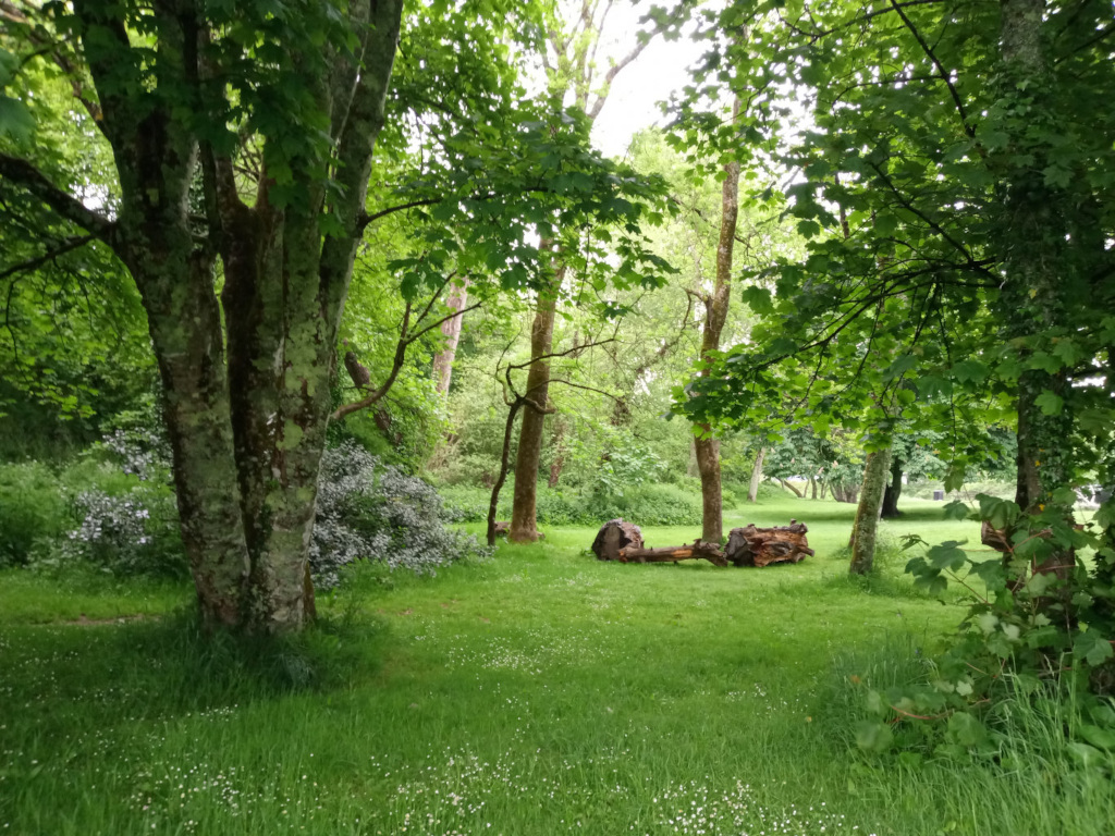 Large, fallen log, split in two, lying horizontally in a grassy clearing. It appears weathered and grey-brown, its texture rough and possibly decaying. The log rests centrally in the foreground middle ground. Surrounding the log are various trees and undergrowth. The trees are the dominant feature, tall and verdant, with a mix of trunks — some thick, some thinner, all varying in shades of brown and grey, speckled with lichen in places. No people or animals are present.