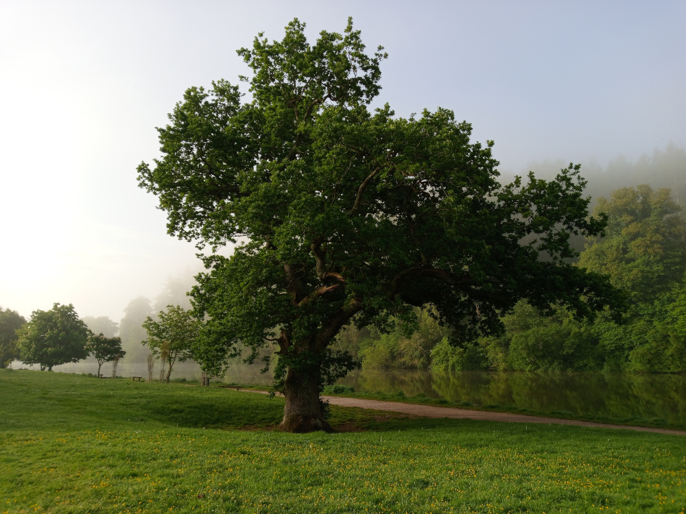 Majestic, mature oak tree, positioned slightly off-centre to the left. Its broad, sprawling branches reach out, creating a large, irregular canopy of deep green leaves. The trunk is thick, gnarled, and textured, showing the passage of time. The tree stands alone in a grassy field, near a calm body of water (likely a river or lake) reflecting the misty morning light. Smaller trees and shrubs surround the oak, particularly along the water's edge, forming a lush green backdrop. A few simple benches are visible near the waterline, suggesting a park-like setting. No people are present. The scene is set in a tranquil, park-like or natural area, likely near a body of water. The background shows a line of trees and foliage extending into the distance, obscured somewhat by a light fog or mist hanging low in the air. This atmospheric perspective adds depth to the scene. The lighting is soft and diffused, characteristic of early morning.