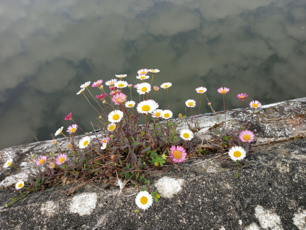 Cluster of delicate wildflowers, predominantly white with varying shades of pink in their centres, blooming densely together. They appear to be a species of daisy or similar composite flower, with thin, slightly hairy stems. These flowers sprout from a mass of dark-green, slightly brown vegetation nestled into a crevice in a weathered, grey-brown stone or concrete structure. The flowers are positioned at various heights, creating a natural, uneven arrangement. Some flowers lean towards the water, some are upright, giving a sense of organic growth rather than imposed order. No people or animals are present.
