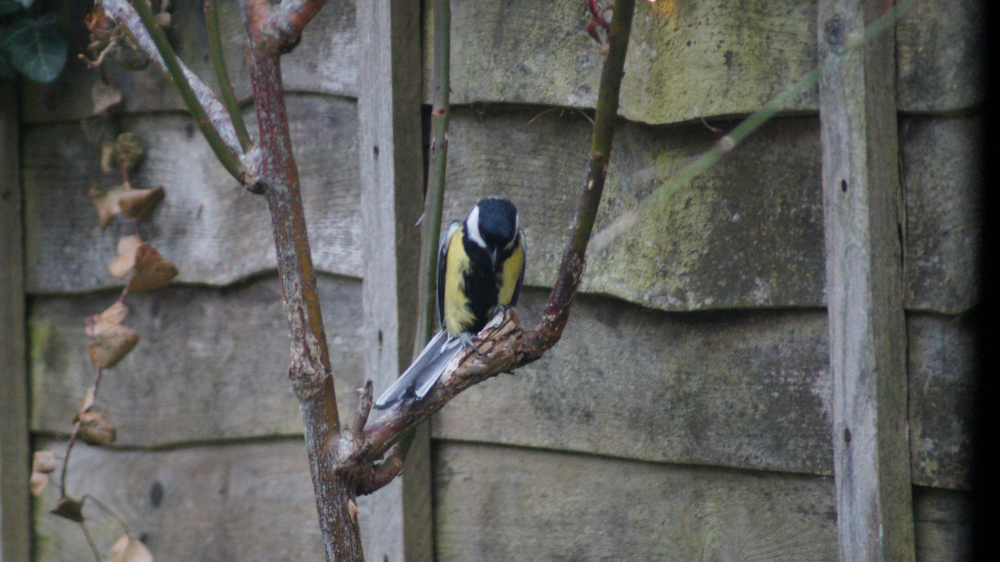 Great Tit (Parus major), a small passerine bird. Its plumage is a striking contrast of bright yellow underparts, olive-green back, and a bold black cap and bib that extends down to its breast. The bird is perched on a weathered, gray-brown branch of a woody plant. Its posture is slightly hunched, suggesting it might be preening or resting. The bird's wings are neatly folded against its body, and its tail is visible, resting along the branch. Its head is tilted slightly downward.