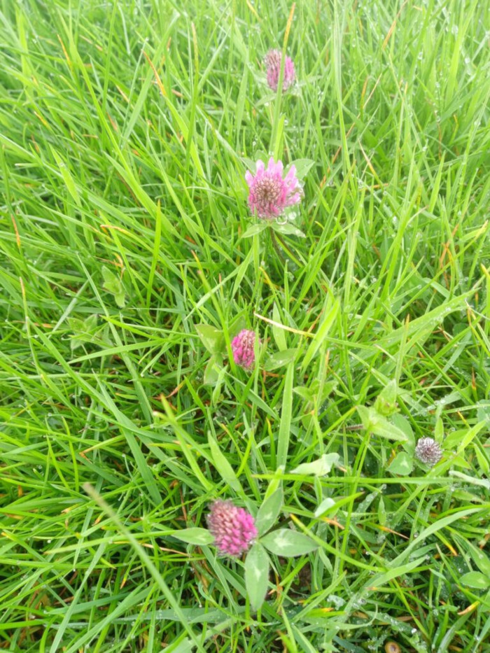 Four to five clover blossoms, with their characteristic round, puffy heads composed of tiny individual flowers, are scattered amidst the taller grass. They are a rich, slightly purplish pink, and appear moist, perhaps from recent rain or dew. The blossoms are at different stages of bloom, some more fully opened than others. They are positioned at various points within the frame, neither centrally located nor uniformly spaced.