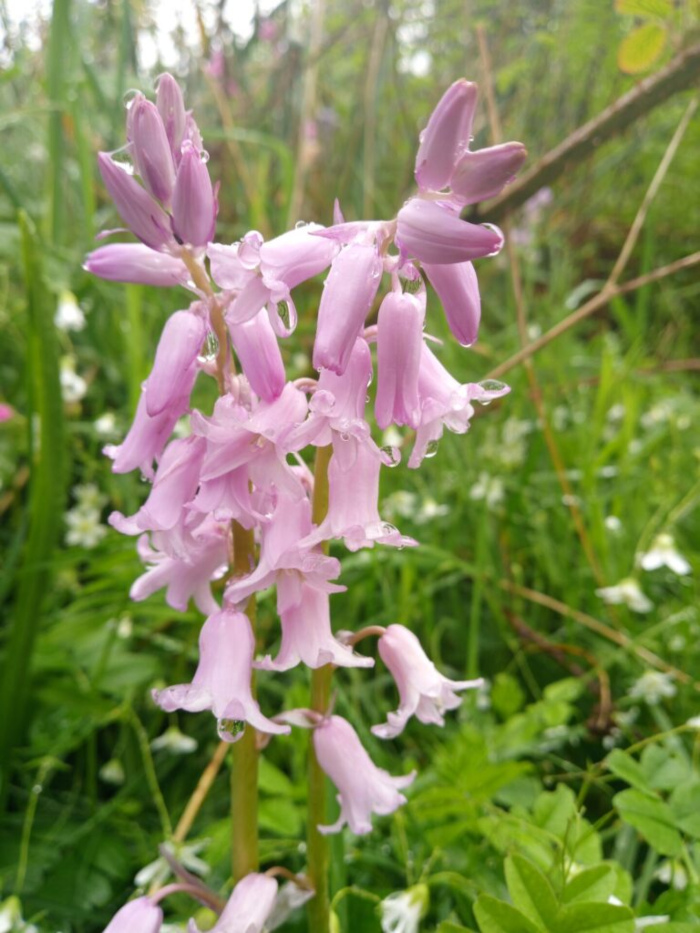 Cluster of delicate, pale pink hyacinth-like flowers, likely a variety of bluebell (Hyacinthoides), densely packed along a single, slender, upright stem. The flowers are bell-shaped, with slightly translucent petals, and many are adorned with tiny, glistening water droplets, suggesting recent rain. The blossoms are at various stages of bloom, some fully open, others still in bud form, creating a layered effect. The stem is a soft, muted green, curving gently upward.