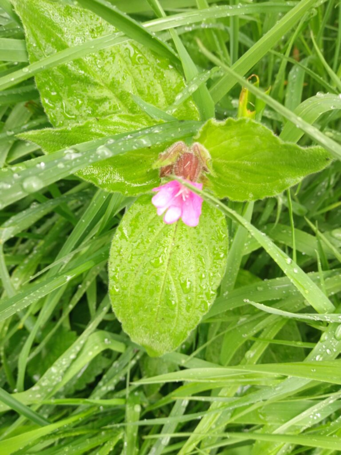 Single, delicate pink flower, seemingly a type of campion, nestled within a vibrant green leaf. The flower is fully bloomed, displaying five softly rounded petals. Its color is a light, almost pastel pink. The leaf it rests on is large, ovate, and shows a prominent central vein. It is a bright, verdant green with numerous water droplets clinging to its surface, suggesting recent rain. The leaf is slightly angled, displaying its entire form. No people or animals are present.
