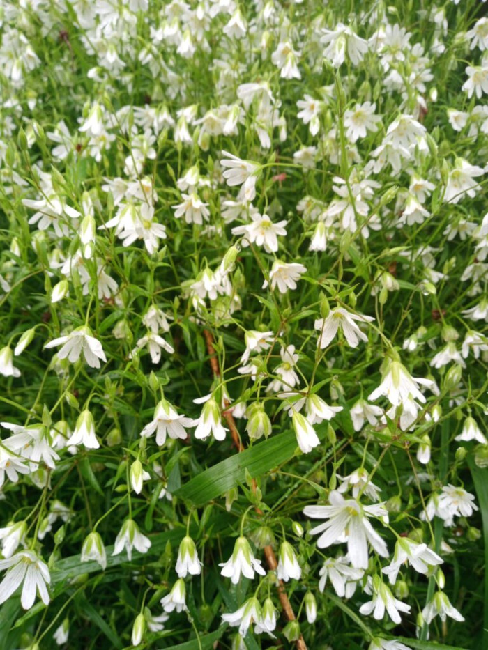 Multitude of small, delicate white flowers. Each blossom is composed of five petals, appearing star-like. They are densely clustered along slender, green stems that reach towards the viewer and spread across the frame. The stems are interspersed with small, lanceolate-shaped leaves, creating a rich texture. There are no people or other objects present. The flowers are in full bloom, exhibiting a pristine white colour.