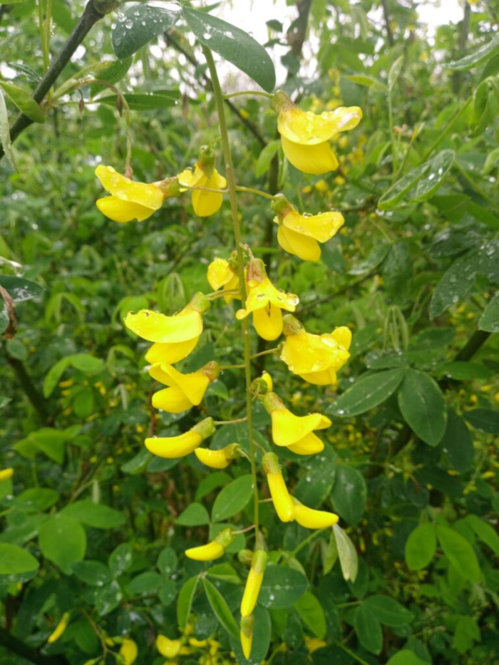 Vibrant cluster of yellow flowers, hanging in a pendant-like formation from a slender, dark brown stem. The flowers are pea-like in shape, with individual blossoms slightly curved, giving them a delicate, almost whimsical appearance. Each flower has a soft, satiny texture implied by the way the light reflects off their surfaces. Some flowers are fully open, displaying their bright yellow hue, while others are still budding or partially closed. Water droplets are visible on the petals and leaves, indicating a recent rain. The stem and branches supporting the flower cluster are intertwined with dark green leaves, displaying moisture from the rain. The flowers seem to be hanging downwards in a cascading arrangement.