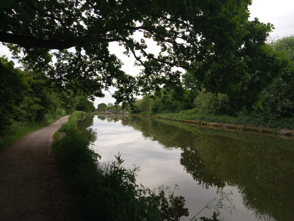 Tranquil canal, its dark, still water reflecting the surrounding lush greenery and a muted sky. A towpath, a light brownish-grey, runs alongside the canal on the left, winding gently into the distance. The path is bordered by verdant vegetation, gradually increasing in height and density as it moves further away. The canal itself is calm, with gentle ripples barely disturbing its reflective surface. In the far distance, a hint of a lock or bridge structure is visible, barely discernible through the trees, suggesting a quiet, perhaps rural, setting. A large, overarching oak tree dominates the upper left and centre of the frame, its branches creating a natural canopy that frames the scene.