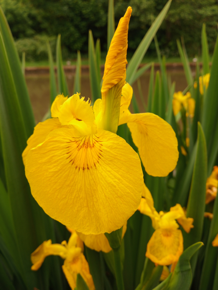 Single, vibrant yellow Iris flower, in full bloom. Its petals are a rich, golden yellow, exhibiting subtle variations in tone and texture. The flower's fall is prominently displayed, with its distinct markings visible. The flower's stem emerges from a cluster of long, sword-like green leaves, characteristic of Irises. The stem itself is a pale yellow-green, extending upward and slightly curving. Other Iris blossoms, also yellow, are visible in the background and foreground, slightly out of focus, creating a depth of field. They are at various stages of bloom, some more open than others. The flowers are not interacting; they are simply existing in their environment.
