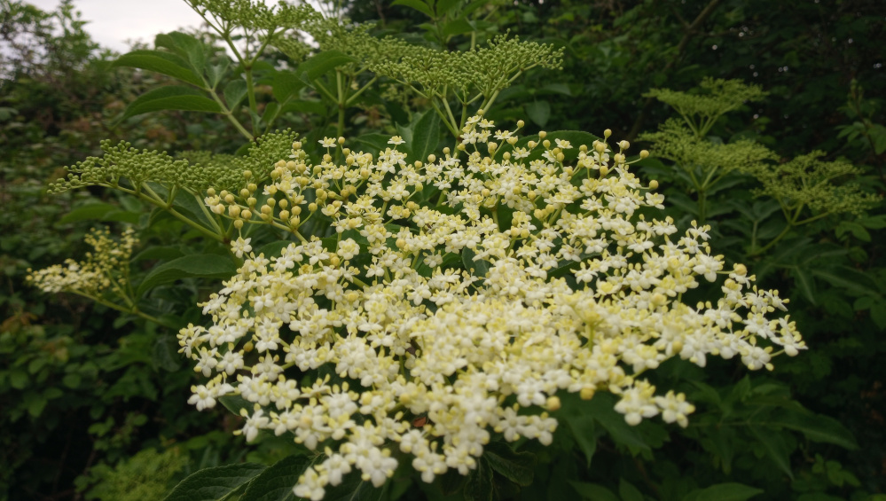 Vibrant cluster of elderflower blossoms (Sambucus nigra). These blossoms are a creamy off-white, composed of numerous tiny individual flowers densely packed together to form a large, rounded inflorescence. The blossoms are in full bloom, displaying their delicate, star-like petals. They are nestled amongst the lush, dark green foliage of the elderberry plant. The green leaves are serrated, with prominent veins, and provide a stark contrast to the lighter color of the flowers. Undeveloped flower buds, still green and tightly closed, are visible on the stems among the blooming flowers, indicating different stages of growth. The stems and branches of the plant are visible, showcasing its structure. There are no people or animals in the image.