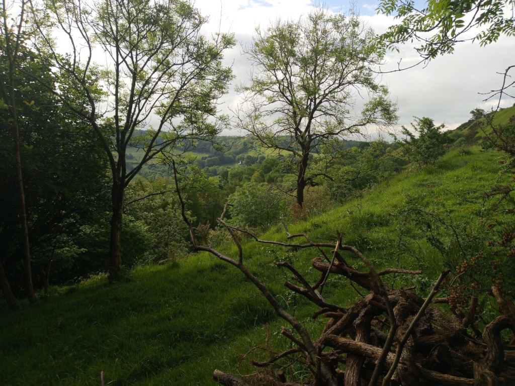 Verdant hillside, possibly in a rural or woodland setting. The foreground features a tangle of fallen, decaying branches. Beyond, the hillside slopes gently upwards, covered in lush green grass and a variety of trees and shrubs. In the background, a valley or other low-lying area is visible, indicating a relatively open landscape beyond the immediate hillside. The overall impression is one of peaceful natural beauty, possibly taken on an overcast day given the soft, diffused light.