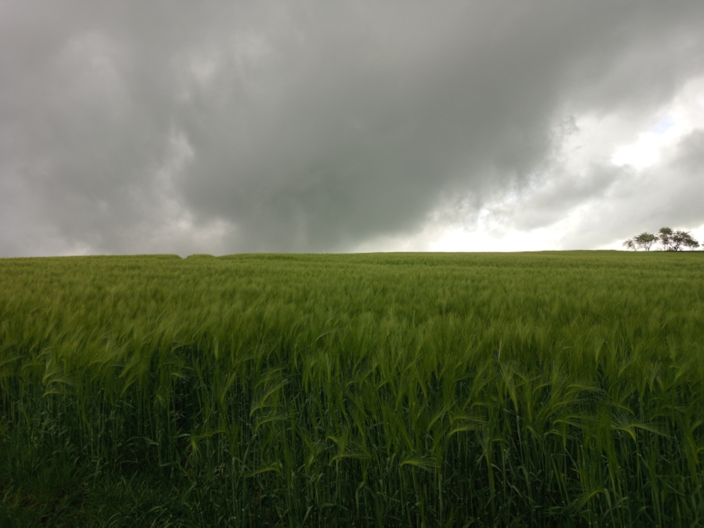 Vast field of tall, green barley under a dramatic, overcast sky. A small cluster of trees is visible on the horizon line to the right. The overall mood is serene yet slightly ominous due to the heavy clouds.