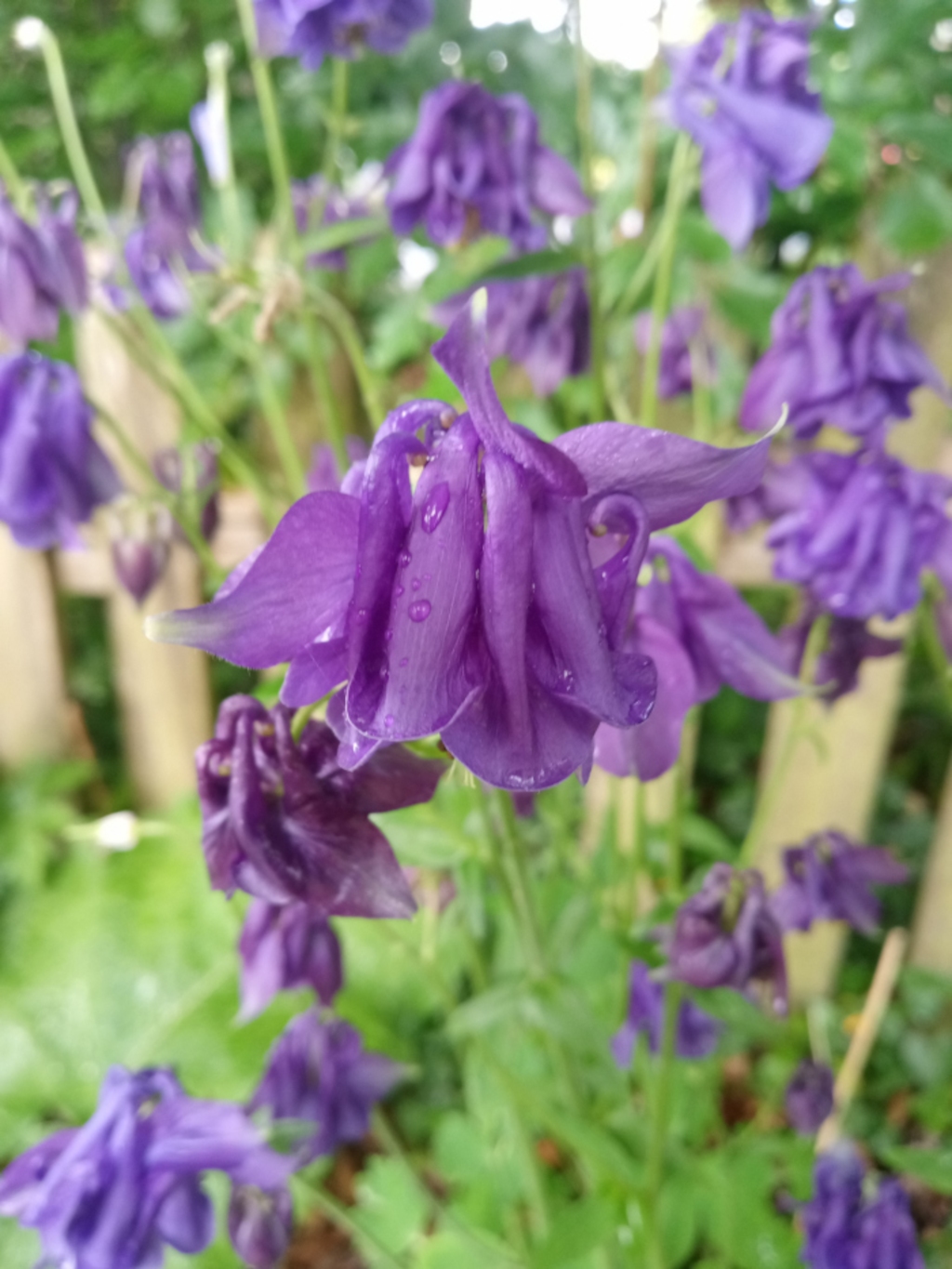 Close-up view of several Aquilegia flowers, commonly known as Columbines. The flowers are a deep purple and appear to be wet with raindrops. They are in various stages of bloom, with some fully open and others beginning to wilt. The background is soft-focus greenery, suggesting a garden setting. The overall impression is one of natural beauty and the fleeting nature of blossoms.