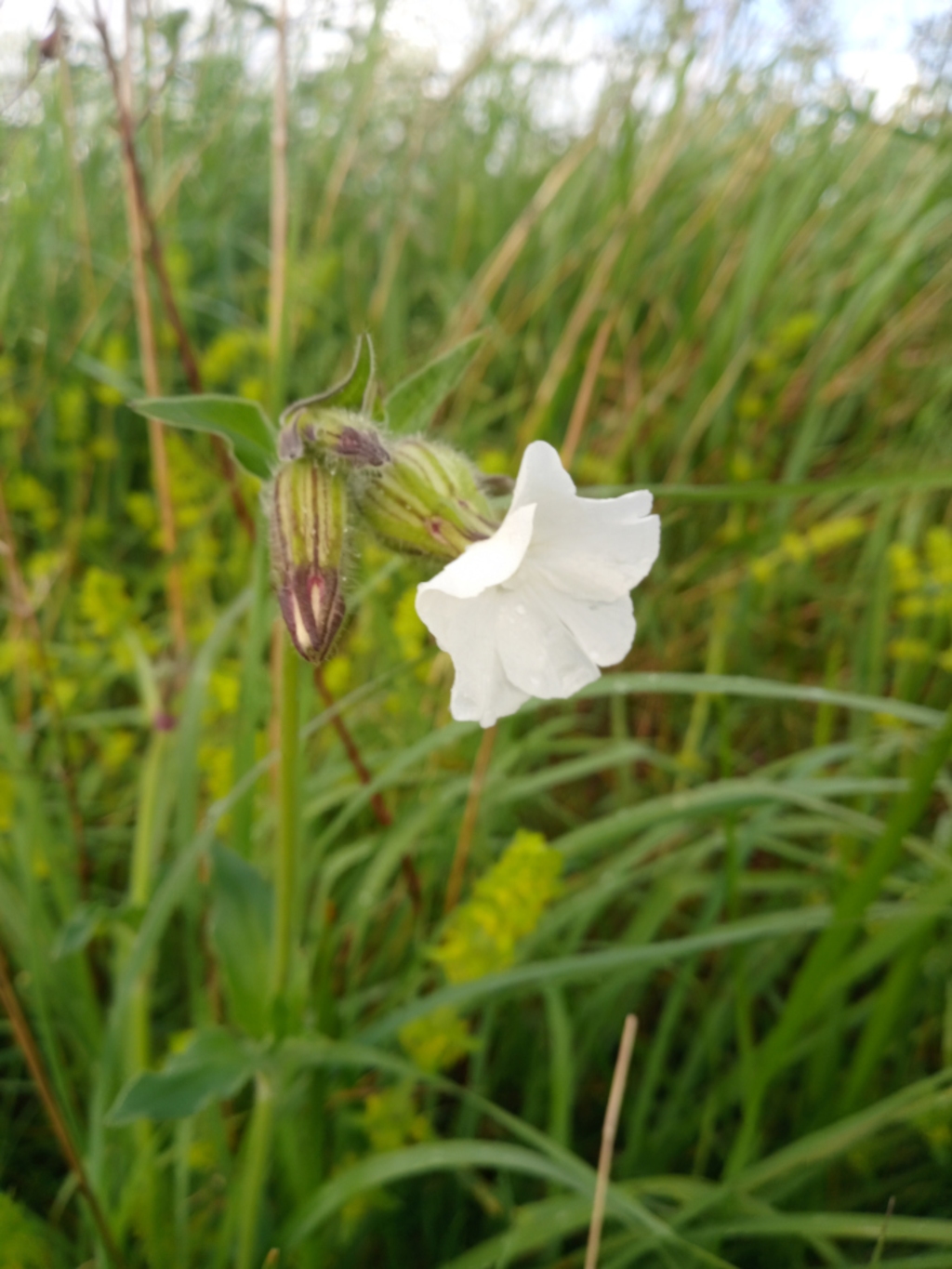 Single white flower, possibly a type of campion, in bloom. The flower is delicate and slightly droopy. It's surrounded by tall, slender green grasses and other vegetation, suggesting a field or meadow setting. The background is blurred, focusing attention on the flower itself.