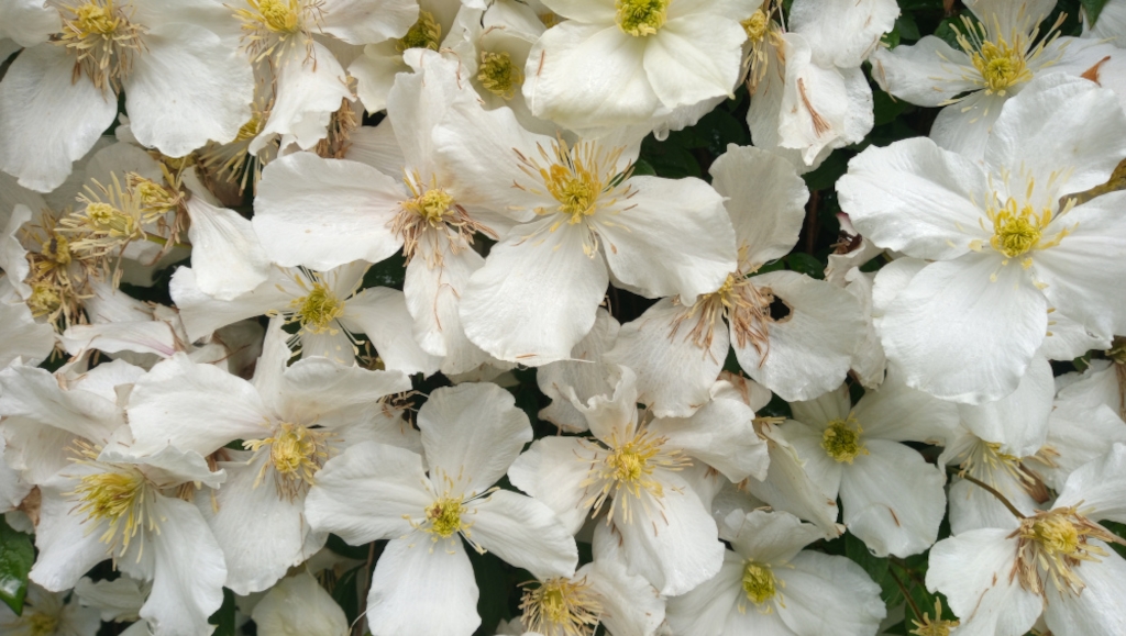Dense cluster of white Clematis flowers. The flowers are in various stages of bloom, some fully open, others partially closed, and some showing signs of ageing.