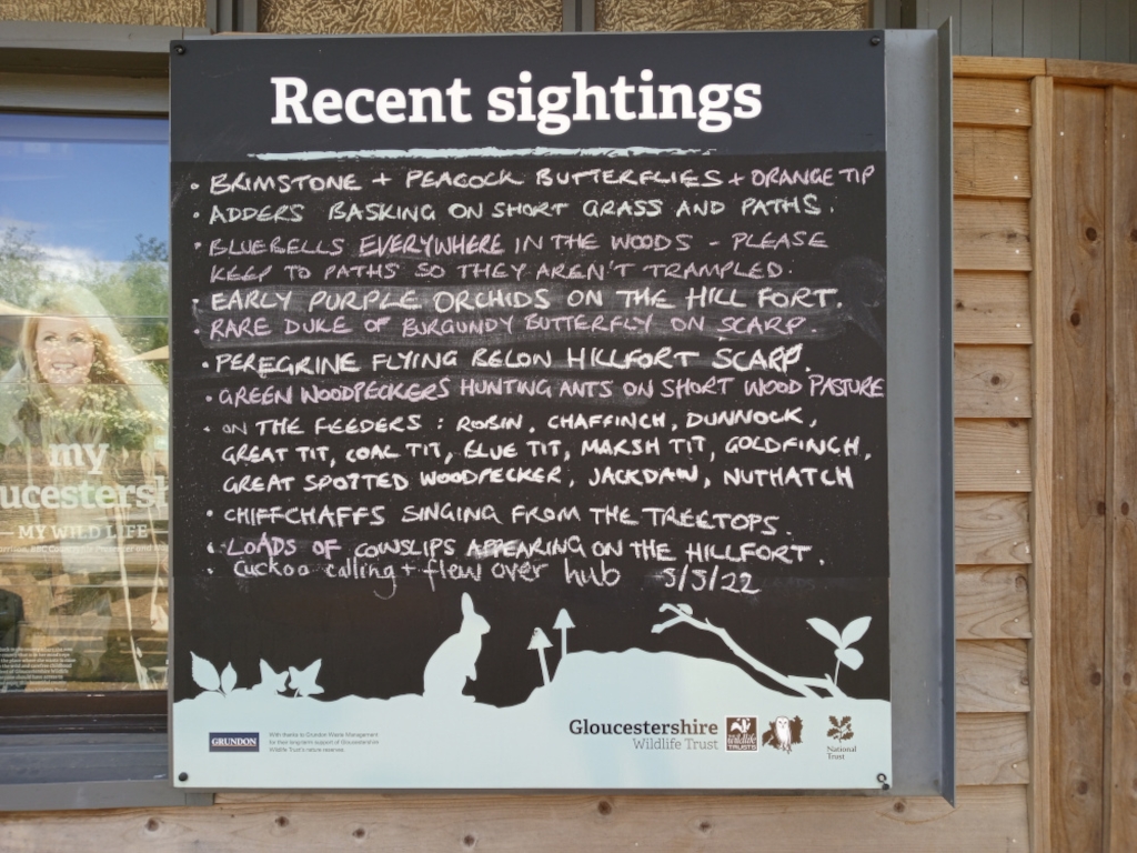 Chalkboard sign listing recent wildlife sightings at a nature reserve, likely in Gloucestershire, England. The sign is mounted on a wooden wall. The sightings include various butterflies, adders, bluebells, orchids, birds (such as peregrine falcons, woodpeckers, and various tit species), and other animals. A small illustration of a rabbit and some plants is at the bottom. The text emphasises the importance of staying on paths to protect the delicate plants. The overall impression is one of promoting awareness of local biodiversity and responsible nature viewing.