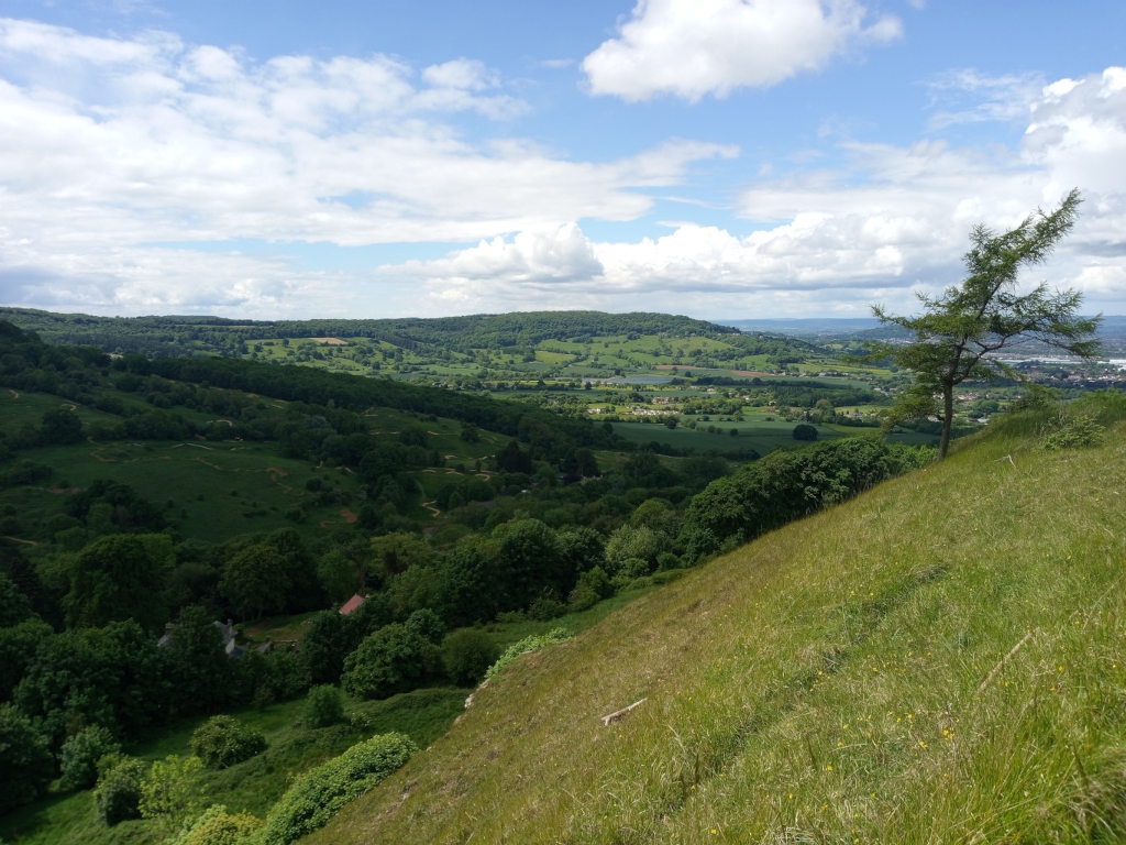 Panoramic view of a verdant valley, captured from an elevated vantage point on a grassy hillside.  The valley is a patchwork of rolling green hills, dotted with trees and what appear to be agricultural fields.  A lone, slender coniferous tree stands prominently near the foreground on the grassy slope. The sky is mostly clear with fluffy white clouds, suggesting a bright, sunny day.
