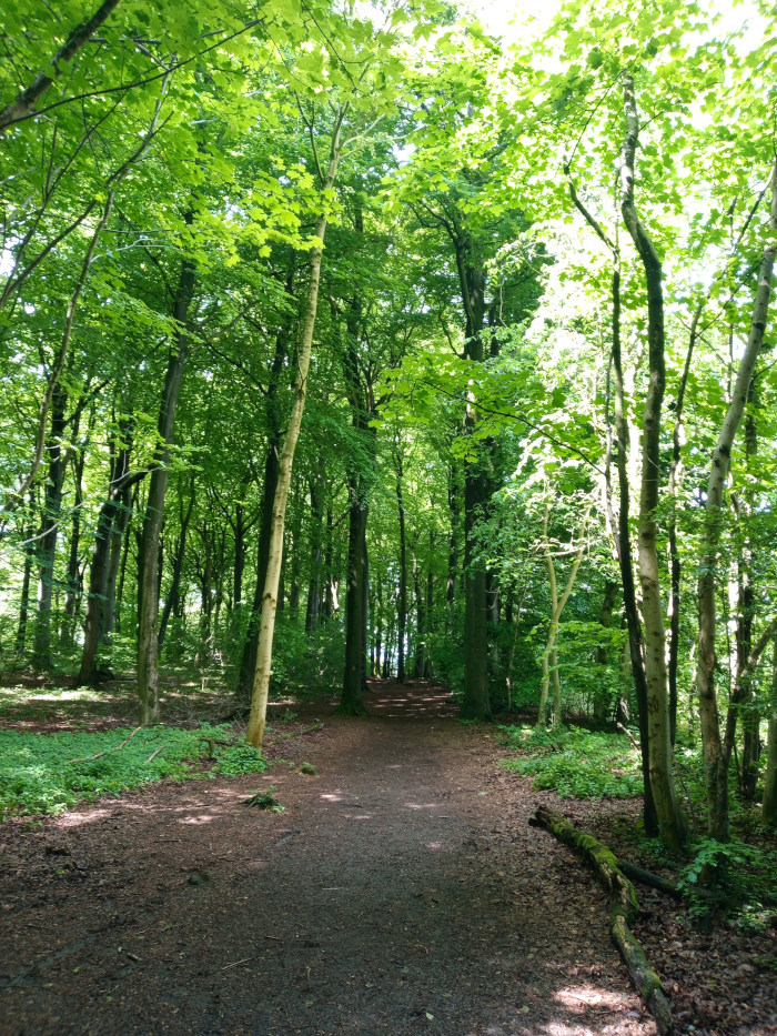 Sun-dappled path winding through a lush, green forest. Tall, slender trees with bright green leaves create a canopy overhead, casting shadows on the ground. The path is dirt or gravel and appears well-trodden.