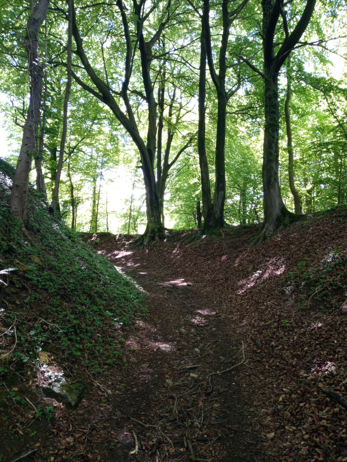 Dirt path winding through a sun-dappled forest. The path is bordered by steep banks covered in lush green vegetation and a layer of brown leaves. Tall, slender trees with dense canopies create a canopy overhead, filtering the sunlight. The path could be interpreted as a metaphor for a journey or a passage through life.