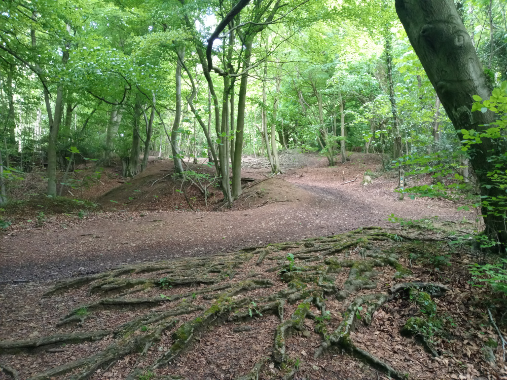 Forest path winding through a lush, green woodland. The path is earthy and uneven, with exposed tree roots forming a significant part of the terrain. The trees are tall and slender, with dappled sunlight filtering through the canopy. Small mounds or hillocks are visible along the path, suggesting a possibly uneven or naturally undulating landscape.