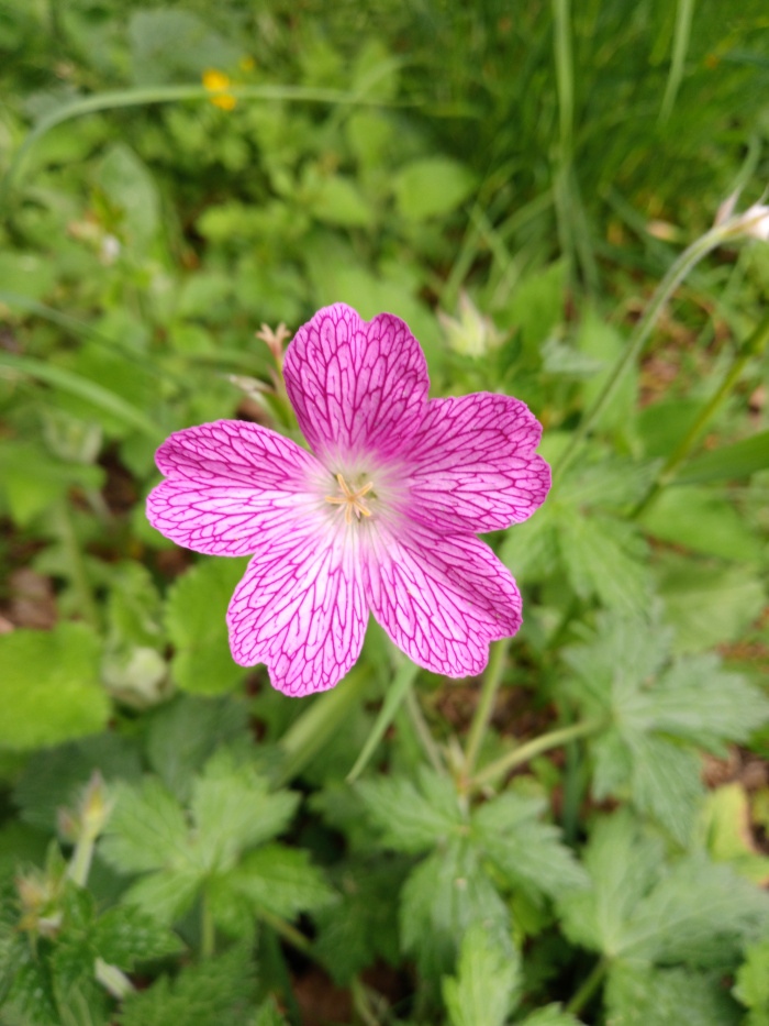 Close-up view of a single, vibrant pink flower with prominent veining. The flower has five petals with deep pink veins running through a lighter pink background. It's surrounded by lush green foliage. 