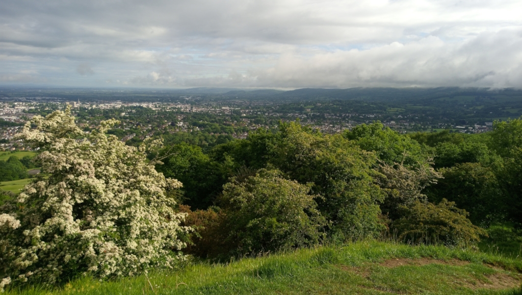 Panoramic view of a city nestled in a valley, seen from a vantage point on a hill.  In the foreground is a lush green hillside with various trees and shrubs, one prominent bush blossoming with white flowers. The mid-ground displays a dense forest covering the slope of the hill. The background reveals a sprawling cityscape extending to the horizon, with rolling hills and a partly cloudy sky. The overall impression is one of a tranquil, scenic landscape contrasting the vibrancy of nature with the urban expanse.