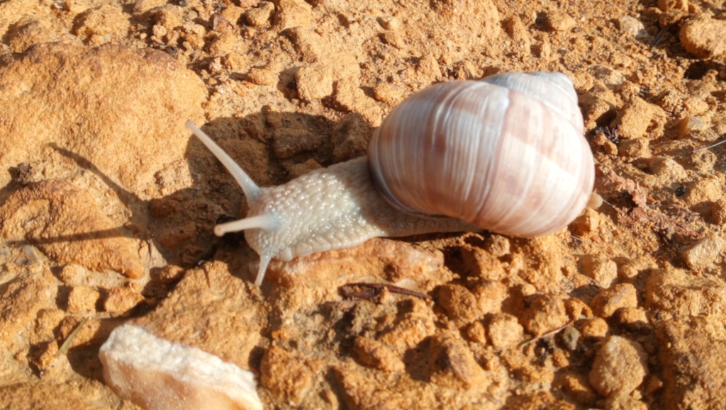 Large, light-coloured snail crawling on dry, sandy ground. The snail's shell is predominantly light beige or pinkish-beige with subtle striations. The ground is composed of small, loose rocks and sandy particles, primarily in shades of light brown and tan. The snail's shadow is partially visible on the ground.