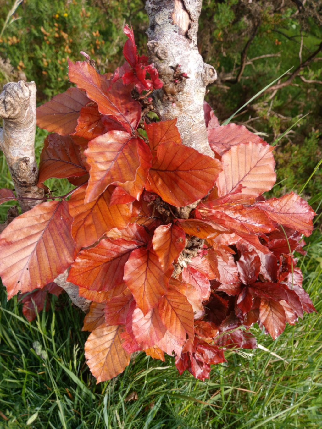Cluster of reddish-brown leaves attached to a tree trunk. The leaves are vibrant and appear to be from a deciduous tree, possibly a copper beech, exhibiting autumnal colouring. The background is blurred but shows green grass and other vegetation. The overall impression is one of autumnal beauty and the natural cycle of life.