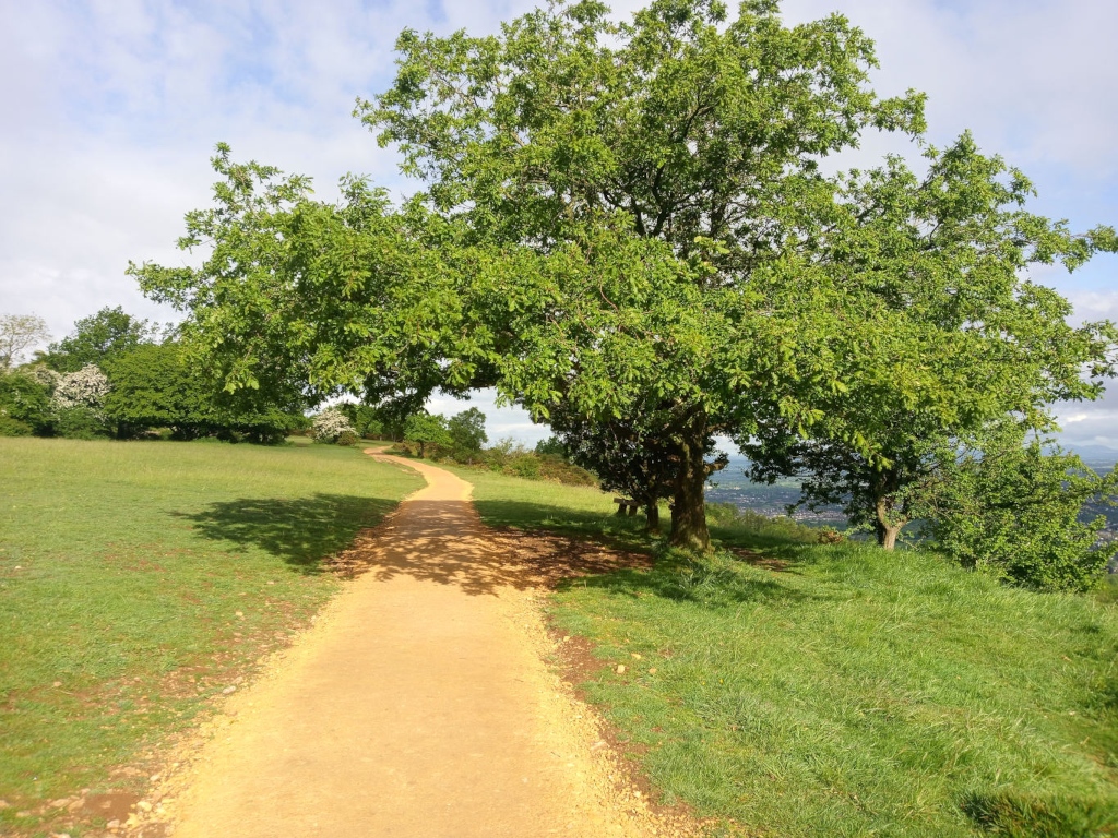 Gently curving, light-brown gravel path winding through a grassy field. Lush green trees line the path, creating a shaded, natural walkway. The path leads towards a distant view that hints at a town or city in the background, partially obscured by the foliage. 