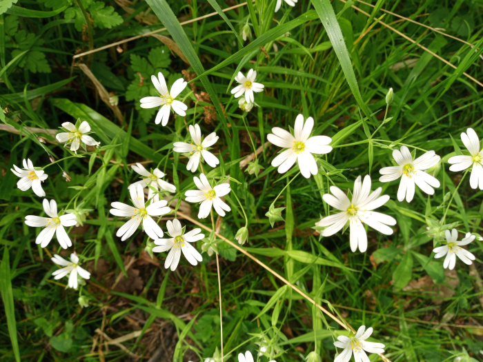 Profusion of small, delicate white flowers, identified as likely Stellaria graminea (grass stitchwort), nestled amongst vibrant green grasses and other low-lying vegetation. The flowers are in various stages of bloom, with some fully open, revealing their five-petaled structure and prominent yellow centers, while others are still partially closed or budding. They are scattered across the frame, not uniformly distributed, creating a natural, irregular pattern. The flowers are the undeniable focal point, their white petals contrasting beautifully with the deep greens of their surroundings.