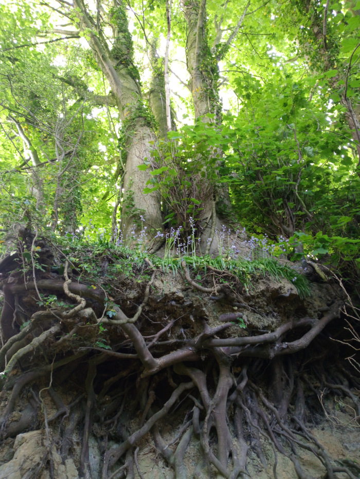 Sprawling network of tree roots, exposed and clinging to a steep embankment of earth. These roots are thick, gnarled, and dark brown, extending in a chaotic yet visually compelling pattern across the lower two-thirds of the frame.  They are the main focus, creating a sense of both strength and vulnerability. Above the roots, nestled in the exposed soil, are a few delicate sprays of light purple bluebells, adding a touch of vibrant colour and delicate life to the scene.