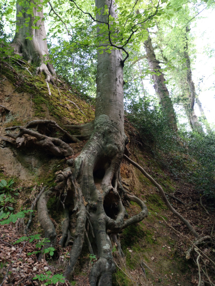 Large, mature tree, its thick, gnarled roots dramatically exposed and gripping a steep, mossy embankment. The tree trunk is light grey-brown, vertically oriented, and noticeably textured with ridges and crevices. A large, irregular cavity is visible near the base of the trunk, partly hidden within the dense root system. The roots themselves are thick, intertwined, and spread out widely across the bank, some extending horizontally, others curving downwards, creating a visually captivating network. Another tree, similar in species, stands further up the bank to the left, its roots also partially visible in the mossy soil.  Both trees appear ancient, exhibiting the marks of time and environmental pressure.