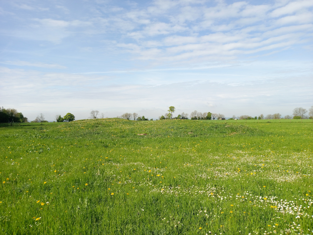 Gently undulating grassy field, dominating the foreground and middle ground. Scattered throughout the field are numerous small, delicate white and yellow wildflowers, primarily dandelions, creating a tapestry of colour against the vibrant green. In the mid-ground, a slightly elevated, rounded area or small hill is visible, sparsely dotted with a few small, dark green trees. The horizon line is relatively low in the frame, showing a continuation of the field with a line of taller trees in the far distance. No people or animals are present.