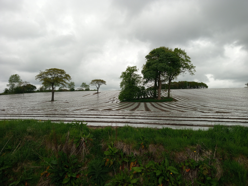 Gently sloping agricultural field, meticulously prepared and covered with a vast expanse of translucent white plastic sheeting. The sheeting is laid in parallel rows, creating a striking geometric pattern across the field. The furrows of prepared earth between the plastic are clearly visible, a dark brown contrasting with the bright white.