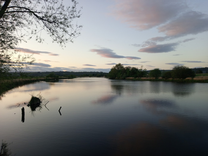 Calm, wide river reflecting the pastel hues of the twilight sky. The river occupies the majority of the frame, its surface a mirror reflecting the clouds and the opposite bank. The far bank is lined with a low, dark silhouette of trees and vegetation, creating a gentle, undulating horizontal line against the sky. Closer to the viewer, in the lower left foreground, are a few dark, decaying tree stumps and branches partially submerged in the shallows. These act as points of interest, grounding the viewer in the scene. The foreground also contains the branch of a tree extending from the left, framing the scene.