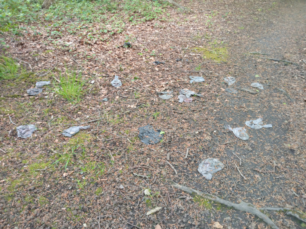 Woodland path littered with numerous discarded, dark gray-blue plastic bags. The main objects are the scattered plastic bags. They are mostly bunched or crumpled, suggesting they once contained something, possibly dog waste judging by their appearance and context. They are irregularly dispersed across the path and the adjacent forest floor, with no clear pattern or organisation.