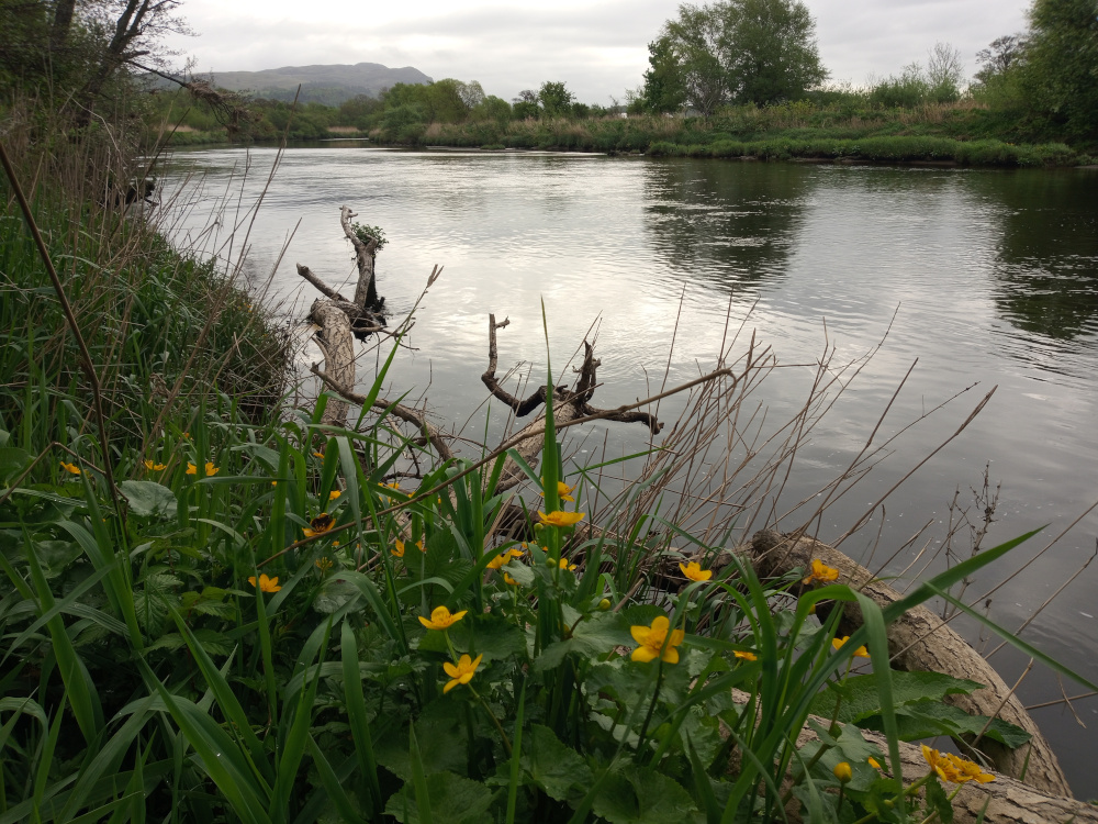 Lush bank of vibrant green grasses and reeds, punctuated by a scattering of bright yellow marsh marigolds (Caltha palustris). These flowers are blooming profusely, their petals a sunny contrast to the deep green foliage. The bank slopes gently down to a calm river.  Dead, grey-brown fallen trees, bleached by the elements, lie partially submerged and strewn along the riverbank, some extending into the water. They are weathered and gnarled, showing signs of age and decay, creating a natural, organic framework for the scene. The trees are not actively doing anything; they are simply part of the landscape.