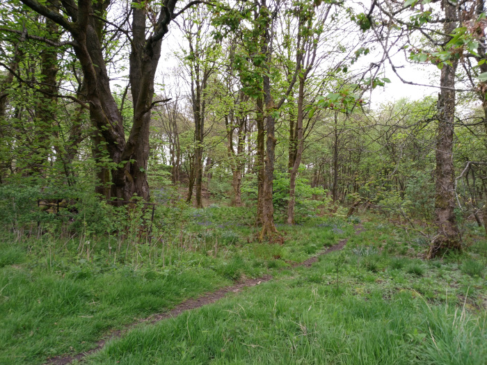 Verdant woodland path, splitting gently into two diverging trails. Tall, slender deciduous trees with pale gray-brown bark and a lush canopy of fresh, light green leaves fill the scene's background and middle ground. Their trunks are mostly straight but show some irregular branching, particularly a prominent Y-shaped trunk near the left edge. The trees are densely packed, forming a natural, somewhat uneven canopy. No leaves are fully mature; the image suggests springtime.