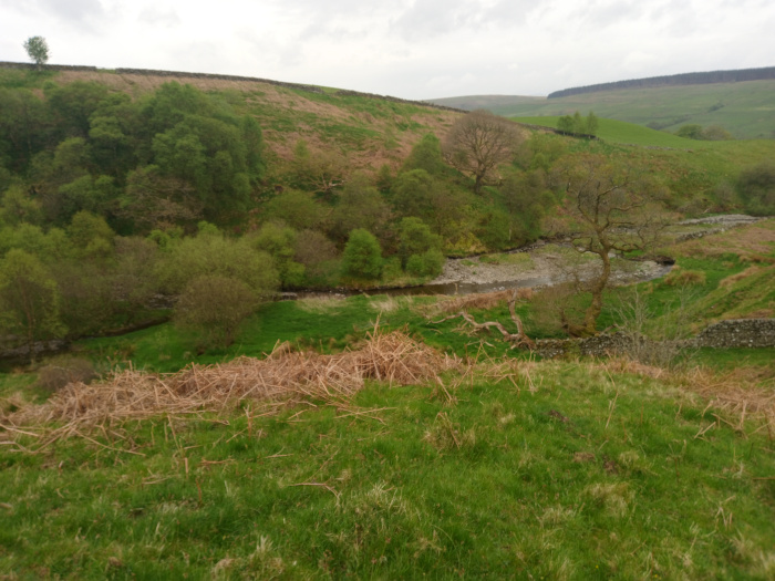Pastoral scene dominated by a gently flowing stream that meanders through a verdant valley. The stream, light brown and relatively shallow, occupies a central position, slightly off-center towards the left. Its banks are lined with lush green grass and dotted with small shrubs and trees. The most prominent feature besides the stream is a large, mature deciduous tree standing near the right bank, its branches reaching upwards towards the overcast sky. Other smaller trees and shrubs are scattered along the stream and up the slopes of the valley.  A low stone wall is visible in the lower right, snaking along the edge of the hill. In the foreground, there's a swathe of dry, brown, and tangled brush, possibly bracken or other scrub, contrasting with the vibrant green grass surrounding it. No people or animals are present.