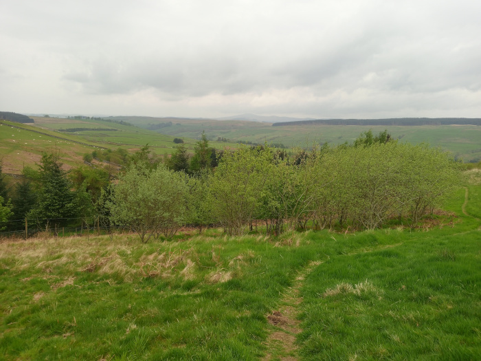 Gently sloping grassy hill, foregrounded by a newly planted copse of young, light green deciduous trees. These trees form a somewhat irregular line, thicker in the center and thinning towards the edges, creating a natural, unkempt appearance.  A faint, barely visible dirt path meanders through the foreground grass, leading towards the copse and beyond. In the mid-ground, a wire fence is subtly visible separating the copse from a more established field. The background reveals rolling hills, mostly green pastureland dotted with clumps of darker, possibly coniferous, trees. A few sheep can be discerned as small white specks on the distant hillside. The scene is bathed in a soft, diffused light, suggesting an overcast day. The sky is a uniform, light grey, devoid of harsh shadows or strong sunlight.