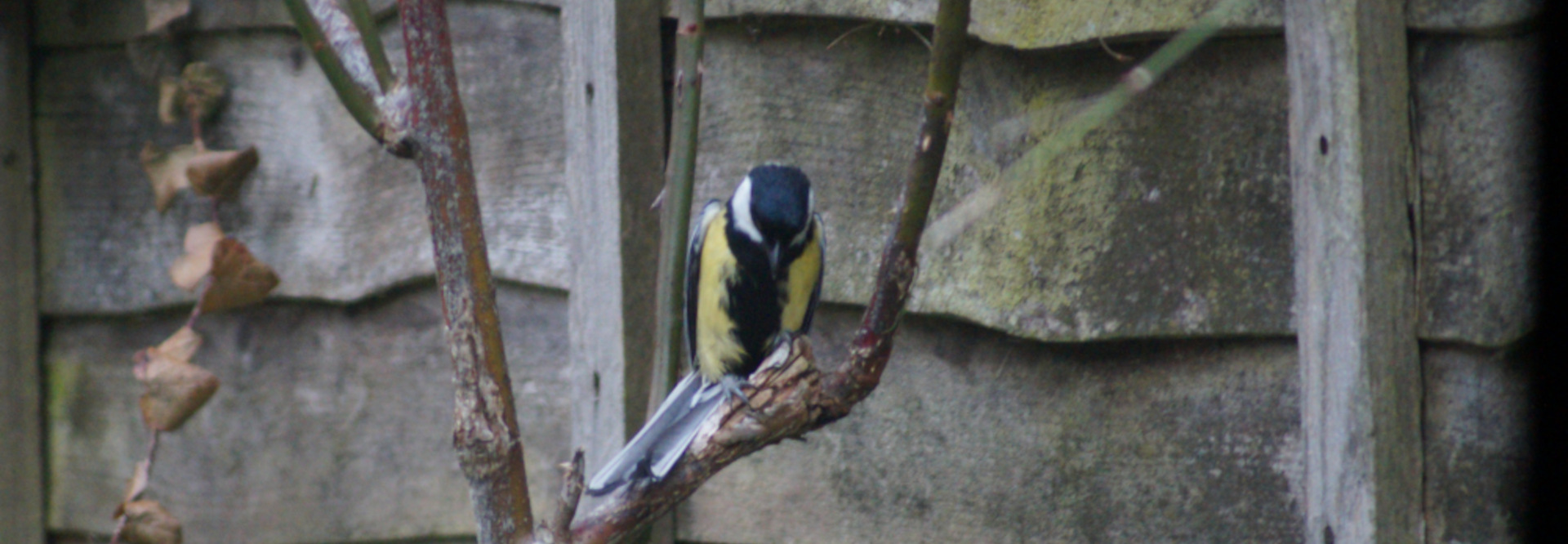 Great Tit (Parus major), a small passerine bird. It's perched on a slender, reddish-brown branch of a tree or bush. The bird is positioned slightly off-center, facing downward, its head slightly tilted. Its plumage is vividly detailed: a bright yellow underbelly, contrasting black and white on its head, and olive-tinged greyish-green on its back and wings. Its tail feathers are partially visible, showing a greyish white colouration. The bird seems to be still, possibly searching for food or simply resting.
