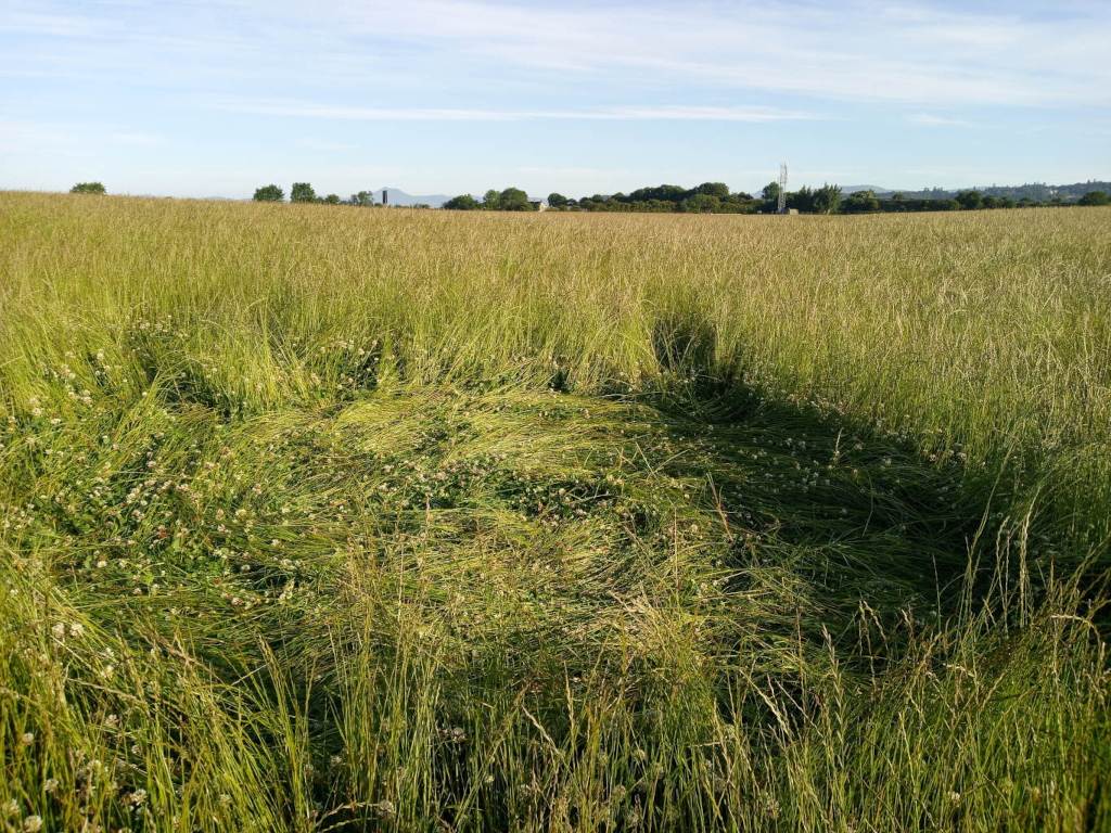 Field of tall, unkempt grass, predominantly a vibrant green with hints of yellowish-green in places, suggesting it's likely late summer or early autumn. The grass is uneven in height and texture, with some areas lying flat, perhaps from recent wind or animal movement. Within the grass, smaller, lighter green patches of clover are visible, scattered inconsistently throughout. There is a noticeable area in the mid-ground where the grass is lower and more matted down, possibly a path or area of lower growth. The scene is a rural landscape under a bright, slightly hazy sky. The sky is a pale, clear blue, almost washed out, with only a few wisps of clouds. In the distance, a low line of dark green trees and a hint of distant hills or mountains are barely visible on the horizon. A tall, slender structure, possibly a communication tower, is subtly present in the background, emphasizing the vastness of the field. The lighting is soft and diffused, suggesting either early morning or late afternoon sunlight. Shadows are minimal, indicating an even light distribution. The overall colour palette is predominantly various shades of green, from bright grassy green to muted olive greens and yellows, punctuated by the tiny white flowers of the clover.