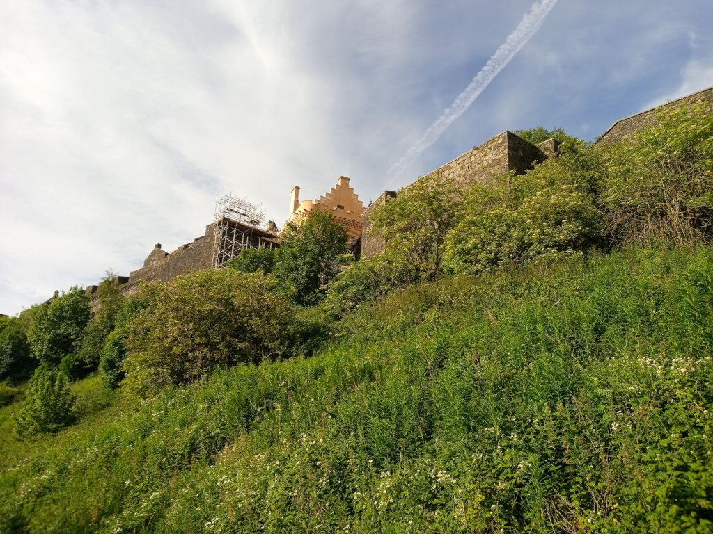 Steep, overgrown hillside rising towards a section of a stone castle undergoing renovation. The castle wall, primarily composed of rough-hewn, gray-brown stone, stretches diagonally across the upper portion of the frame. A section of the castle, a light beige-tan in color, with a distinctive, slightly pointed turret, is visible. A metal scaffolding structure is affixed to the side of this section, suggesting ongoing restoration work. The hillside is densely covered in a vibrant, verdant mix of vegetation, including taller, slender grasses, interspersed with shorter flowering plants (possibly wildflowers) that appear mostly white or pale yellow. The foliage varies in shades of green, with some areas exhibiting deeper, richer hues. No people are visible in the image. The scene is set outdoors, on a bright, mostly sunny day. The sky is a pale, almost cloudless blue, with a few wispy, thin clouds. There is a distinct contrail streaking across the sky, adding a man-made element to the otherwise natural landscape. The lighting is even, casting no harsh shadows, suggestive of diffused sunlight. The color palette is naturally dominated by earthy tones. The gray-brown of the stone contrasts with the bright greens of the vegetation, and the pale beige-tan of the restored part of the castle offers a subtle warmth. The sky's light blue provides a balanced cool contrast to the warmer earth tones.