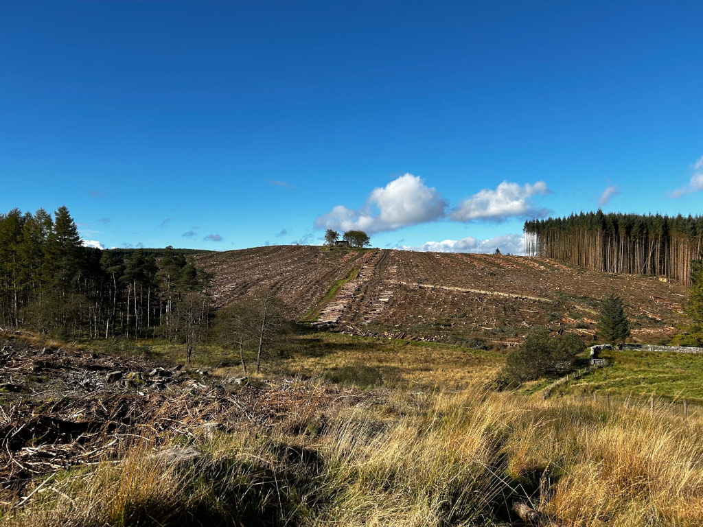 Hillside that has been clear-cut of trees. The felled logs are visible, lying in rows leading up the slope towards a small structure or building. A stand of coniferous trees remains at the top of the hill, creating a stark contrast with the deforested area. The foreground consists of scrubby, dry-looking grass. The sky is clear and blue.