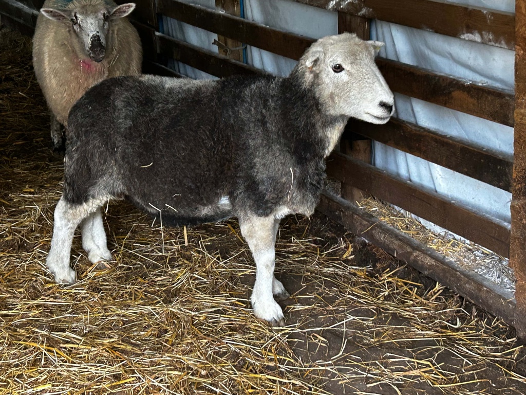 Two sheep in a barn. One sheep, predominantly dark gray, stands in the foreground. A lighter-coloured sheep is partially visible in the background. Both sheep are within a wooden pen containing straw bedding.