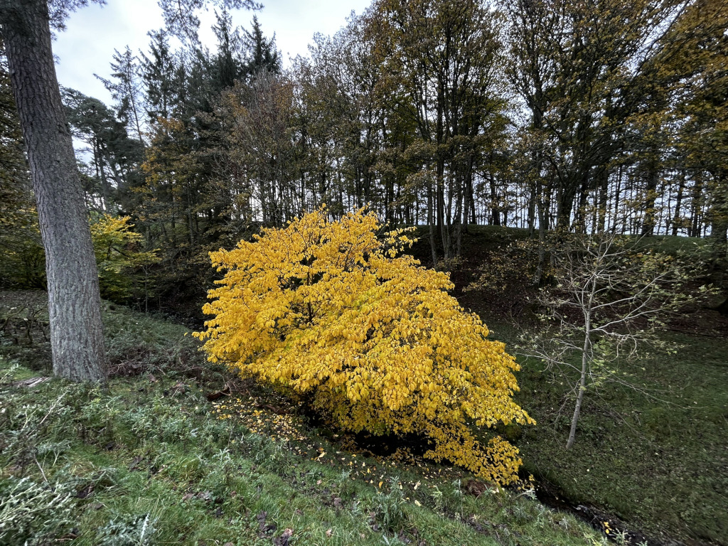 Vibrant yellow tree in full autumnal color. The tree is situated in a slightly recessed area, with a small stream or gully visible at the bottom of the frame. It is surrounded by other trees, mostly deciduous, that are mostly bare or showing various shades of autumnal brown and muted greens.