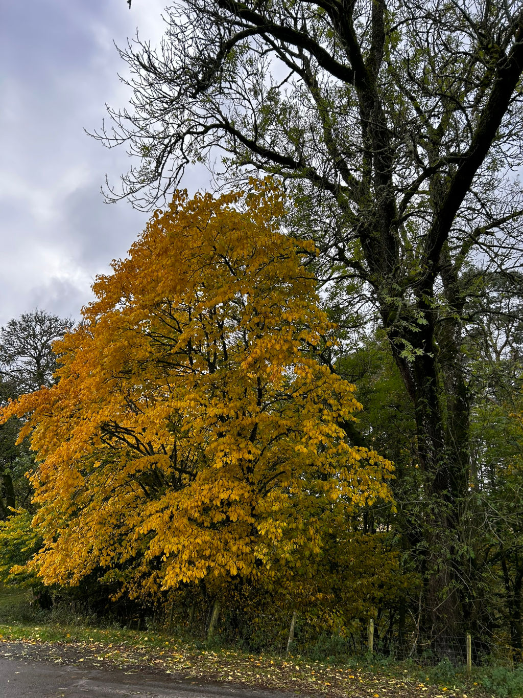 Vibrant yellow tree in autumn, standing beside a darker, leafless tree. The background features additional trees and a cloudy sky. The overall scene depicts the contrast between the fleeting beauty of autumn and the enduring presence of nature. The road in the foreground adds a sense of place and perspective.