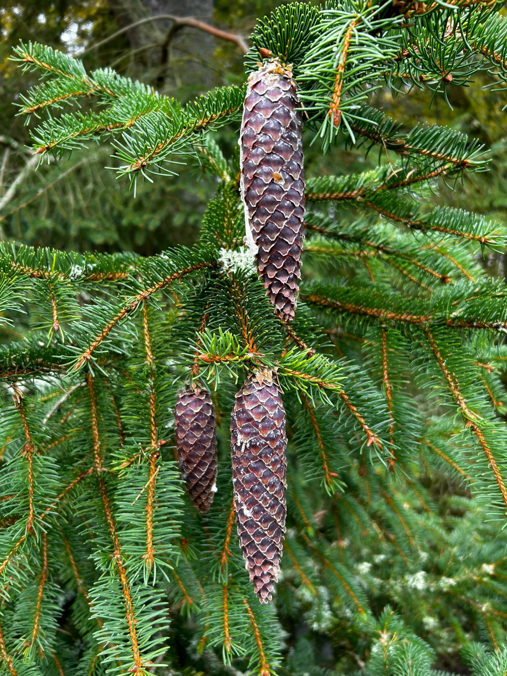 Three mature pine cones hanging from the branches of a spruce tree. The cones are dark brown and appear to be fully developed. The spruce branches are a vibrant green, and there are hints of what might be snow or frost on some of the needles and cones. The background is blurred, suggesting a depth of field focusing on the cones and immediate branches.