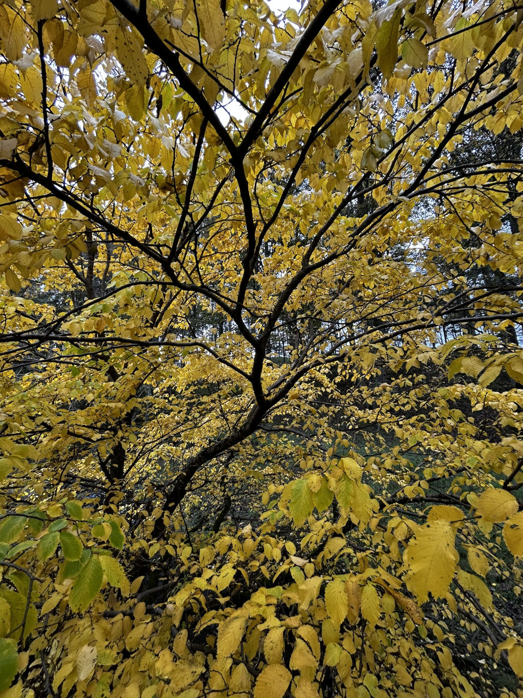 Low-angle view of a tree in autumn. The leaves are predominantly yellow, indicating the fall season. The branches are dark and intricate, creating a complex network against the golden foliage.